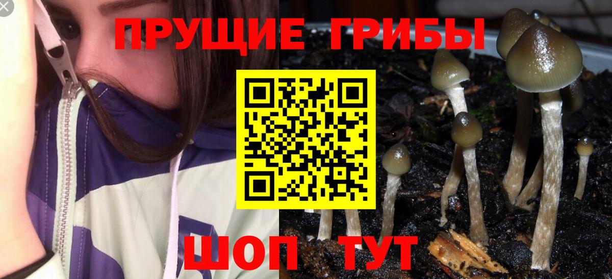 Псилоцибиновые грибы Cubensis Якутск
